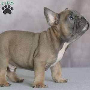 Peanut, French Bulldog Puppy